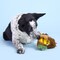 Bark Bark Rubber Hen Dog Toy 1 pk 209214 - alternate 3